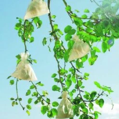 Fruithoezen 17 × 22 Cm Micropapier - Set Van 50 Stuks 10 Fruithoezen 17 × 22 Cm Micropapier - Set Van 50 Stuks -DCM Verkoopwinkel 1523459561 1 600