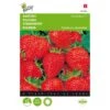 Aardbeien Grandian F1 - Fragaria × Ananassa 2 Aardbeien Grandian F1 - Fragaria × Ananassa -DCM Verkoopwinkel aardbeien grandian f1 fragaria x ananassa 1646840382 1504 600