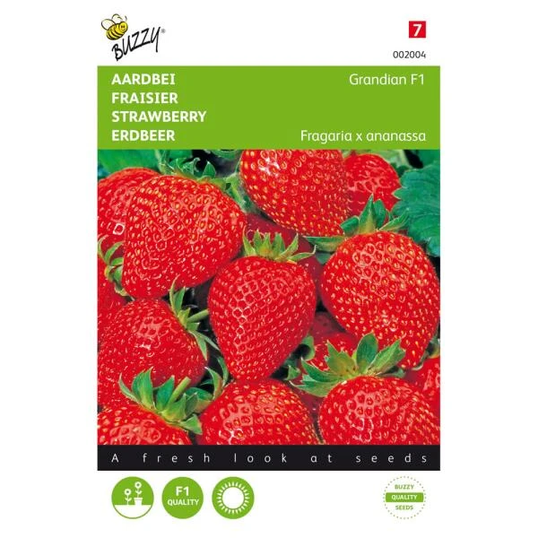 Aardbeien Grandian F1 - Fragaria × Ananassa 3 Aardbeien Grandian F1 - Fragaria × Ananassa