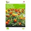 Afrikaan Petite Harmony - Tagetes Patula Nana 1 Afrikaan Petite Harmony - Tagetes Patula Nana -DCM Verkoopwinkel afrikaan petite harmony tagetes patula nana 1646840331 441 600