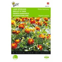 Afrikaan Petite Harmony - Tagetes Patula Nana