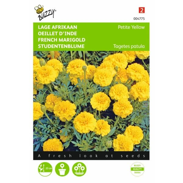 Afrikaan Petite Yellow - Tagetes Patula Nana