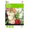 Alcea Rosea Chaters Mix 1 Alcea Rosea Chaters Mix -DCM Verkoopwinkel alcea rosea chaters mix 1646840334 495 600