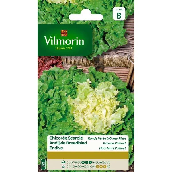 Andijvie Breedblad Groene Volhart 3 Andijvie Breedblad Groene Volhart