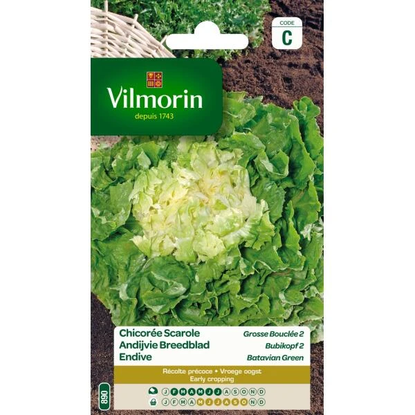 Andijvie Breedblad Grosse Bouclée 2 3 Andijvie Breedblad Grosse Bouclée 2