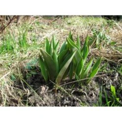 Bollenplantmanden - Set Van 3 Stuks 8 Bollenplantmanden - Set Van 3 Stuks -DCM Verkoopwinkel bloembollenbakje 1484053990 3 600