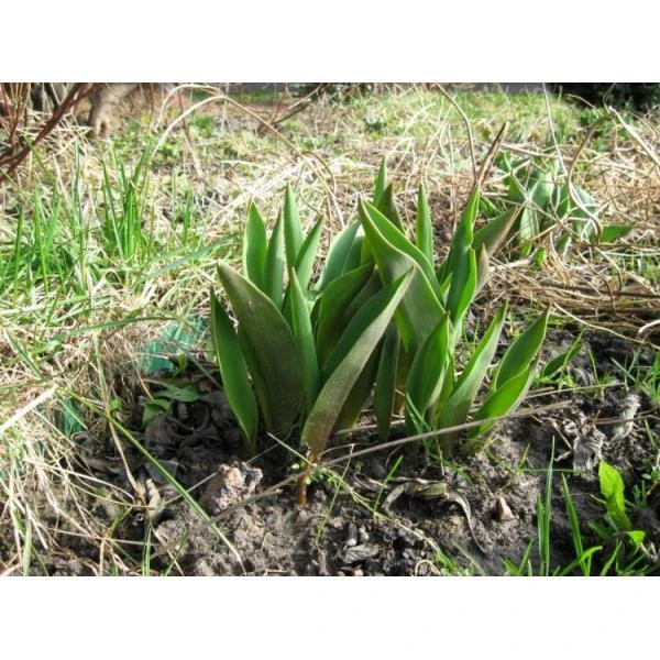 Bollenplantmanden - Set Van 3 Stuks 5 Bollenplantmanden - Set Van 3 Stuks - Afbeelding 3