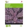 Boerenkool Scarlet Paars 2 Boerenkool Scarlet Paars -DCM Verkoopwinkel boerenkool scarlet paars 1646840382 1508 600