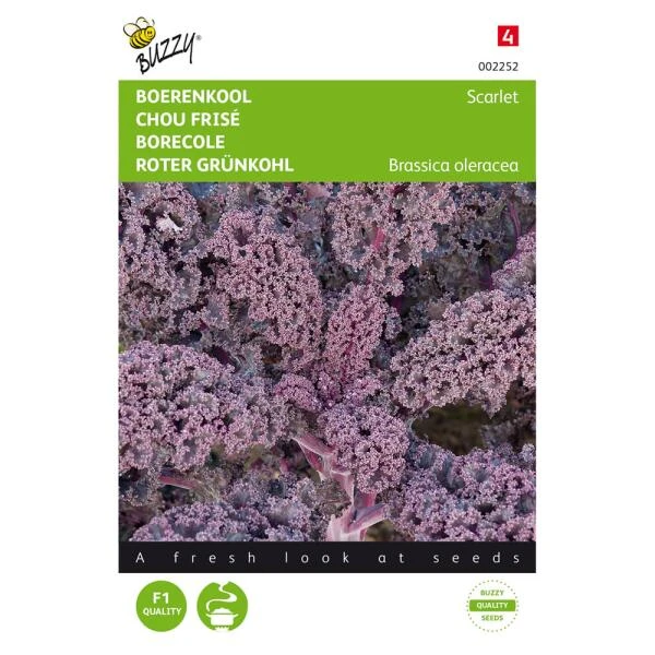 Boerenkool Scarlet Paars 3 Boerenkool Scarlet Paars