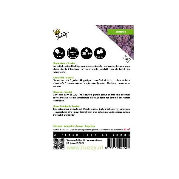 Boerenkool Scarlet Paars 4 Boerenkool Scarlet Paars - Afbeelding 2