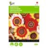 Bonte Ganzebloem Mix - Chrysanthemum Carinatum 1 Bonte Ganzebloem Mix - Chrysanthemum Carinatum -DCM Verkoopwinkel bonte ganzebloem mix chrysanthemum carinatum 1646840326 323 600