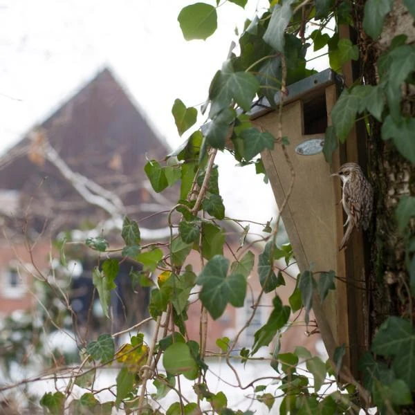 ESSCHERT DESIGN Nestkast Boomkruiper 5 ESSCHERT DESIGN Nestkast Boomkruiper - Afbeelding 3