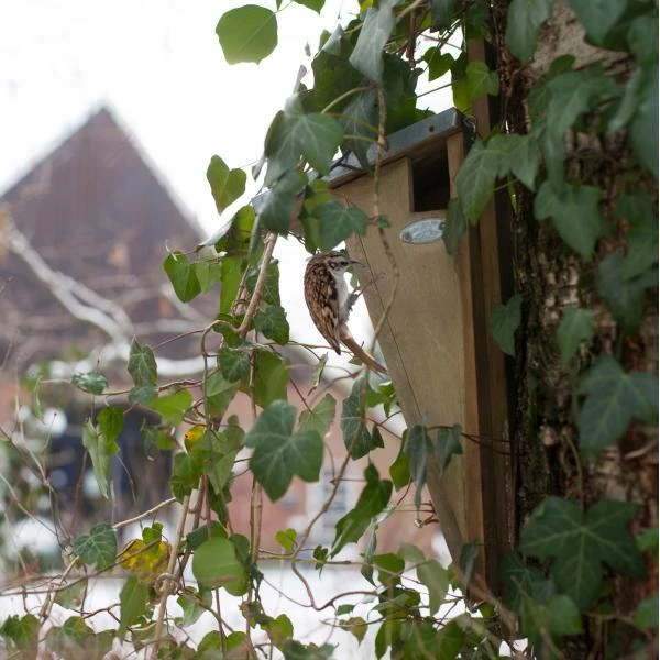 ESSCHERT DESIGN Nestkast Boomkruiper 6 ESSCHERT DESIGN Nestkast Boomkruiper - Afbeelding 4