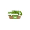 Box Healthy Herb - Bieslook 2 Box Healthy Herb - Bieslook -DCM Verkoopwinkel box healthy herb bieslook 1640857122 1 600