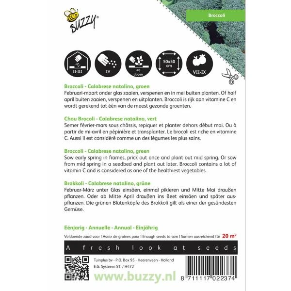 Broccoli Groene Calabria - Brassica Oleracea 4 Broccoli Groene Calabria - Brassica Oleracea - Afbeelding 2