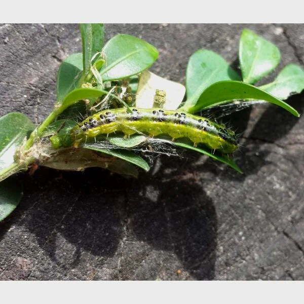 DCM Buxusmottenval Hangen Of Staan 5 DCM Buxusmottenval Hangen Of Staan - Afbeelding 4