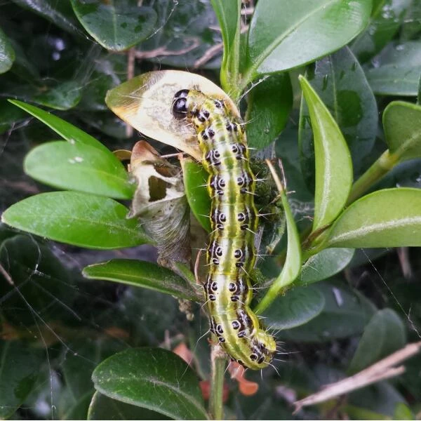 DCM Buxusmottenval Hangen Of Staan 6 DCM Buxusmottenval Hangen Of Staan - Afbeelding 5