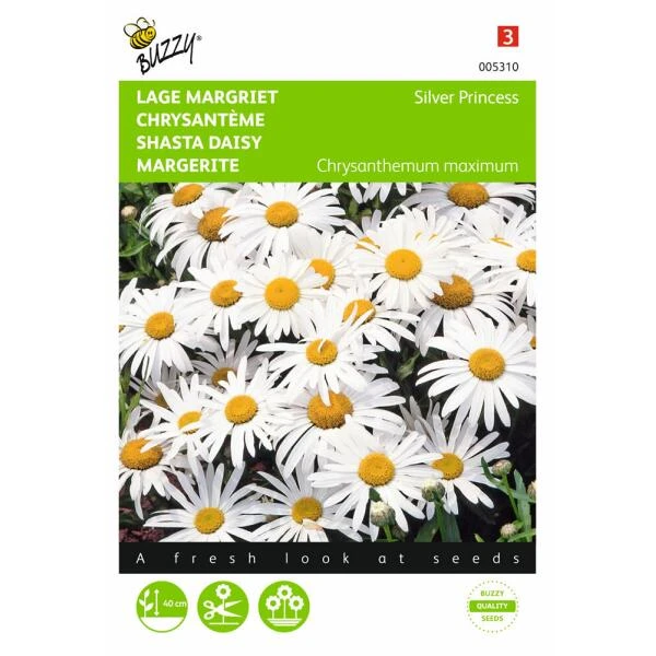 Chrysanthemum Maximum Nanum Silver Princess 3 Chrysanthemum Maximum Nanum Silver Princess