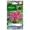 Cleome Kattensnor Roze -DCM Verkoopwinkel cleome kattensnor roze 1646839547 241 600
