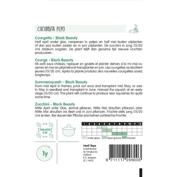 Courgette Black Beauty - Cucurbita Pepo 4 Courgette Black Beauty - Cucurbita Pepo - Afbeelding 2