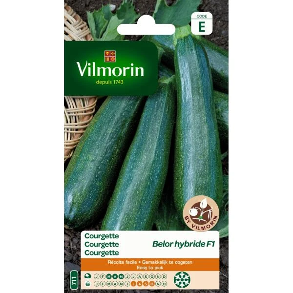 Courgette Bélor HF1 3 Courgette Bélor HF1