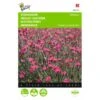 Dianthus Deltoides Brilliant 1 Dianthus Deltoides Brilliant -DCM Verkoopwinkel dianthus deltoides brilliant 1646840336 541 600