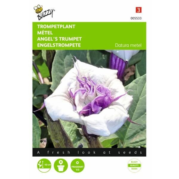 Doornappel - Datura Metel 3 Doornappel - Datura Metel