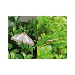 DCM Feromonen Tegen Buxusmot - Set Van 4 Stuks