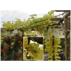 Fruithoezen 30 × 40 Cm - Set Van 50 Stuks -DCM Verkoopwinkel fruithoezen 1484055104 5 600