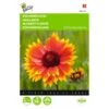 Gaillardia Aristata 2 Gaillardia Aristata -DCM Verkoopwinkel gaillardia aristata 1646840336 545 600
