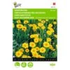 Gele Ganzebloem - Chrysanthemum Segetum 1 Gele Ganzebloem - Chrysanthemum Segetum -DCM Verkoopwinkel gele ganzebloem chrysanthemum segetum 1646840326 325 600