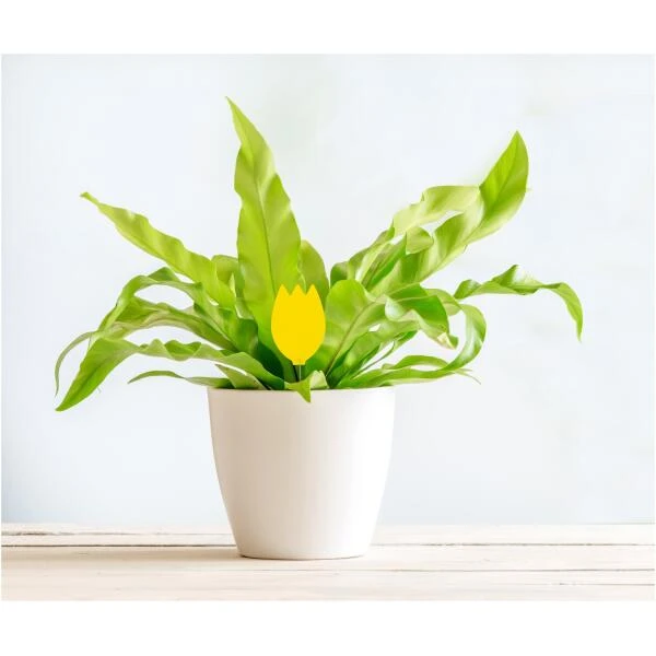 Insectenvallen Gele Lijmplaatjes - Set Van 10 Stuks - Greenprotect 4 Insectenvallen Gele Lijmplaatjes - Set Van 10 Stuks - Greenprotect - Afbeelding 2