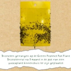 Insectenvallen Gele Lijmplaatjes - Set Van 10 Stuks - Greenprotect 9 Insectenvallen Gele Lijmplaatjes - Set Van 10 Stuks - Greenprotect -DCM Verkoopwinkel gele lijmplaatjes kamerplanten 1582273429 4 600