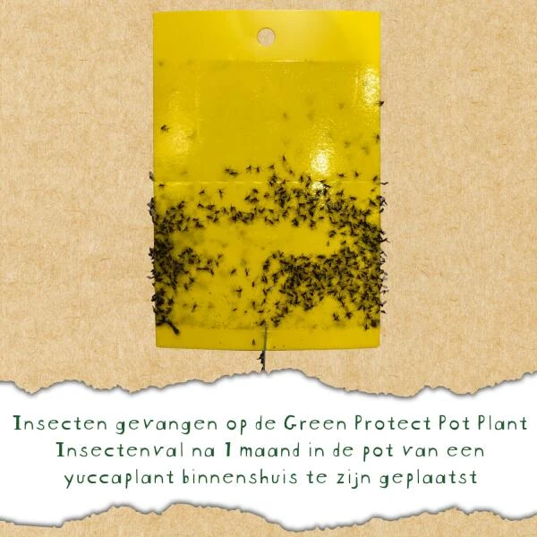 Insectenvallen Gele Lijmplaatjes - Set Van 10 Stuks - Greenprotect 6 Insectenvallen Gele Lijmplaatjes - Set Van 10 Stuks - Greenprotect - Afbeelding 4