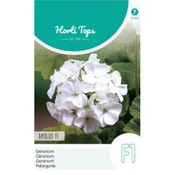 Geranium Apollo - Pelargonium Zonale