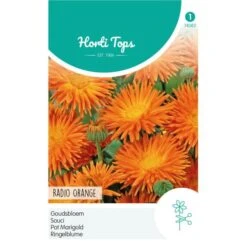 Goudsbloem Radio Orange - Calendula Officinalis