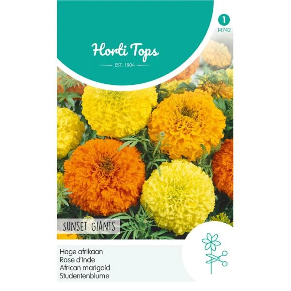 Hoge Afrikaan Sunset Giants - Tagetes Erecta 3 Hoge Afrikaan Sunset Giants - Tagetes Erecta