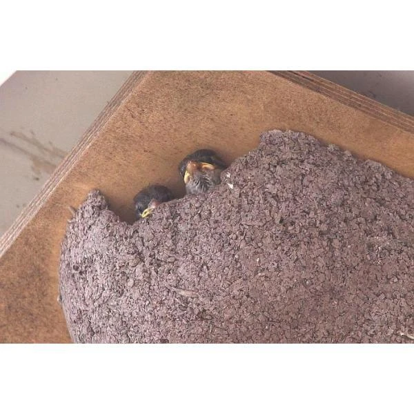 Zwaluwnest Voor Huiszwaluw - Dubbel 5 Zwaluwnest Voor Huiszwaluw - Dubbel - Afbeelding 3