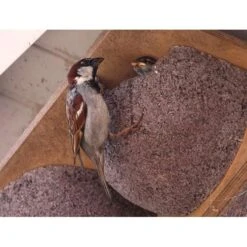 Zwaluwnest Voor Huiszwaluw - Dubbel 10 Zwaluwnest Voor Huiszwaluw - Dubbel -DCM Verkoopwinkel huiszwaluwnestkast dubbel 1484055101 4 600