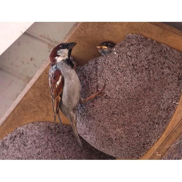 Zwaluwnest Voor Huiszwaluw - Dubbel 6 Zwaluwnest Voor Huiszwaluw - Dubbel - Afbeelding 4