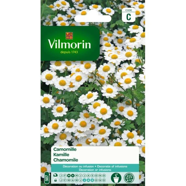 Kamille - Matricaria Chamomilla 3 Kamille - Matricaria Chamomilla