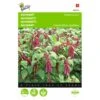 Kattenstaartamarant - Amaranthus Caudatus -DCM Verkoopwinkel kattenstaartamarant amaranthus caudatus 1646840324 291 600