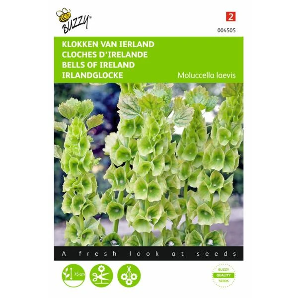 Klokken Van Ierland - Molucella Laevis 3 Klokken Van Ierland - Molucella Laevis