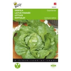 Kropsla Gaardenier - Lactuca Sativa