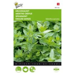 Kruizemunt - Mentha Spicata
