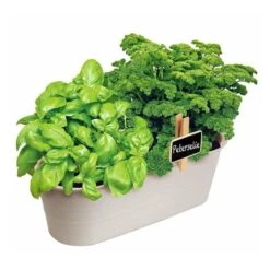 Kweekset Basilicum En Peterselie 5 Kweekset Basilicum En Peterselie -DCM Verkoopwinkel kweekset basilicum en peterselie 1626957512 2 600