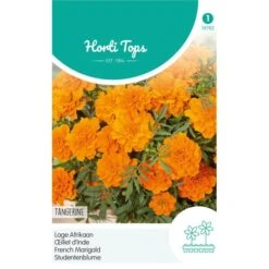 Lage Afrikaan Tangerine - Tagetes Patula Nana