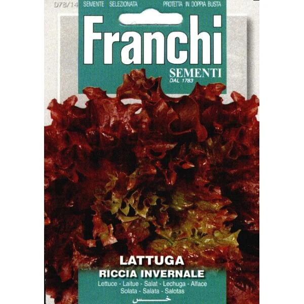 Lattuga Riccia Invernale - Kropsla Rood 3 Lattuga Riccia Invernale - Kropsla Rood