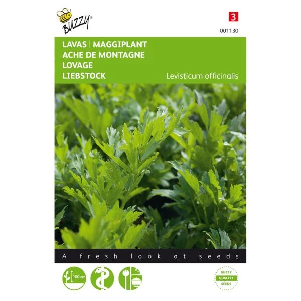 Lavas Of Maggikruid - Levisticum Officinalis 3 Lavas Of Maggikruid - Levisticum Officinalis