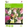 Leeuwenbekje - Antirrhinum Majus Nanum 2 Leeuwenbekje - Antirrhinum Majus Nanum -DCM Verkoopwinkel leeuwenbekje antirrhinum majus nanum 1646840324 295 600